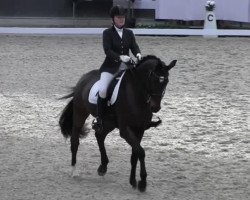 dressage horse Was Nun 2 (Hanoverian, 2004, from Wolkentanz I)