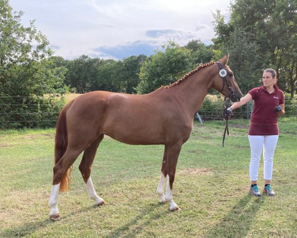 dressage horse Felice (Westphalian, 2020, from Fürst Samarant)