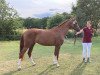 dressage horse Felice (Westphalian, 2020, from Fürst Samarant)