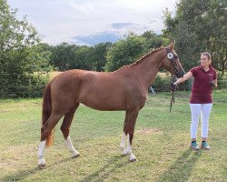 dressage horse Felice (Westphalian, 2020, from Fürst Samarant)