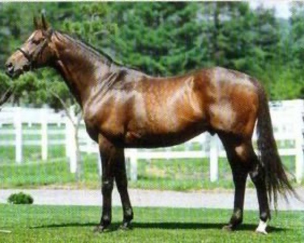 stallion Saint Estephe xx (Thoroughbred, 1982, from Top Ville xx)