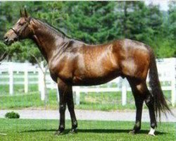 stallion Saint Estephe xx (Thoroughbred, 1982, from Top Ville xx)