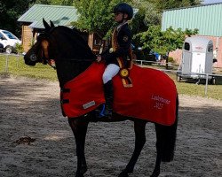 jumper Dalhia (Belgian Riding Pony, 2011)