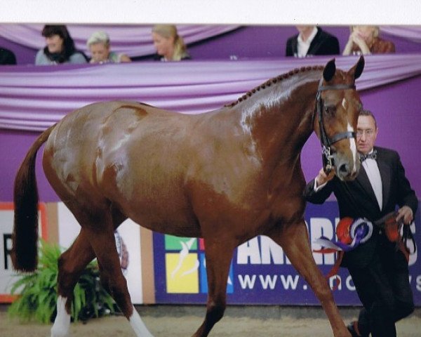 horse Lovestruck (British Sport Horse, 2008, from La Rochelle G)