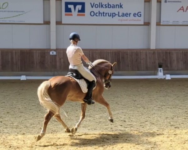 stallion Avicii van't Steengoed (KWPN (Royal Dutch Sporthorse), 2017, from Adel)
