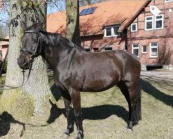 broodmare Kenn Desire (Holsteiner, 1995, from Akinos)