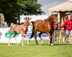 Pferd Etoile Emilia di Magico (Belgisches Warmblut, 2023, von Pavlov)