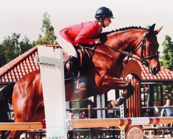 broodmare Joly's Etoile (New Forest Pony, 2007, from Kantje's Norman)