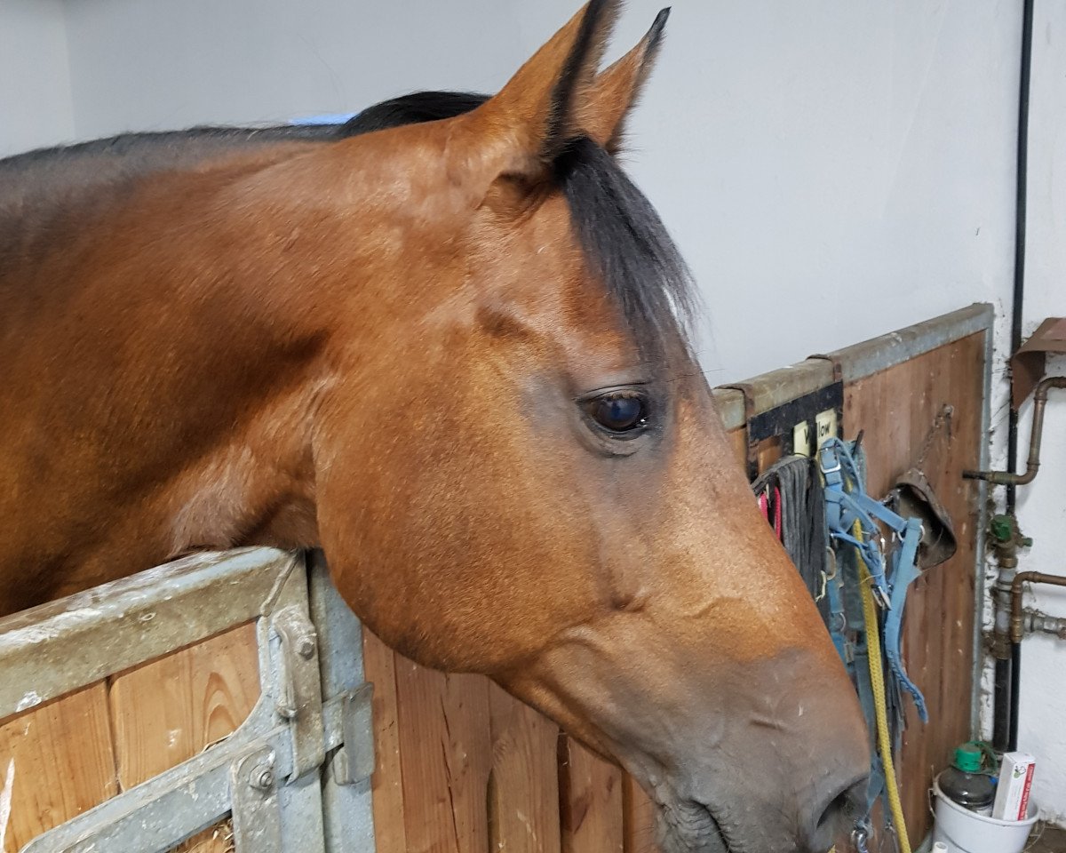 broodmare Willow 265 (Holsteiner, 2006, from Limoncello II)