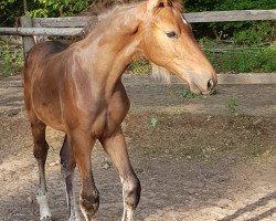 Springpferd Dunedin Z (Zangersheide Reitpferd, 2022, von Daily Magic de Rock 1 Z)