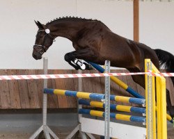 Zuchtstute Balera (Trakehner, 2018, von Schwarzgold)