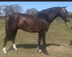 Pferd Barkway Little Toff (British Riding Pony, 2018, von Beckside Little Toff)