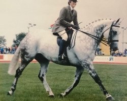 Pferd Collage Jester (British Sport Horse, 1985, von Loughboro George xx)