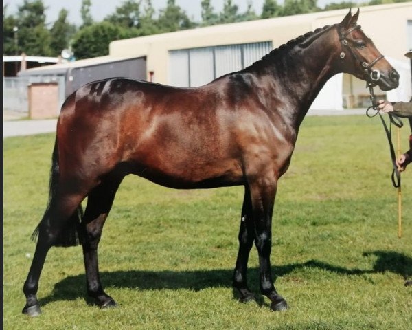 stallion Kingvean Rock Star (British Riding Pony, 2004, from Comberton Cadet)