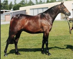 Deckhengst Kingvean Rock Star (British Riding Pony, 2004, von Comberton Cadet)