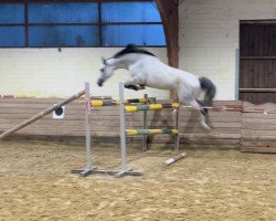 jumper Cornettinchen (Oldenburg show jumper, 2018, from Cornettino Ask)