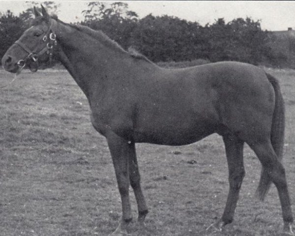 stallion Pactolus xx (Thoroughbred, 1935, from Pharos xx)