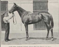 broodmare Basse Terre xx (Thoroughbred, 1899, from Omnium II xx)