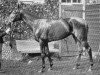 stallion Omnium II xx (Thoroughbred, 1892, from Upas xx)
