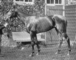 stallion Omnium II xx (Thoroughbred, 1892, from Upas xx)