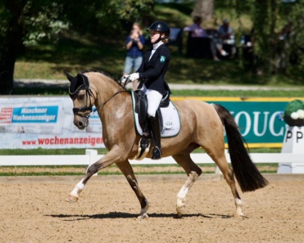 dressage horse Praest's Cameo (Danish Pony, 2011, from FS Concorde)