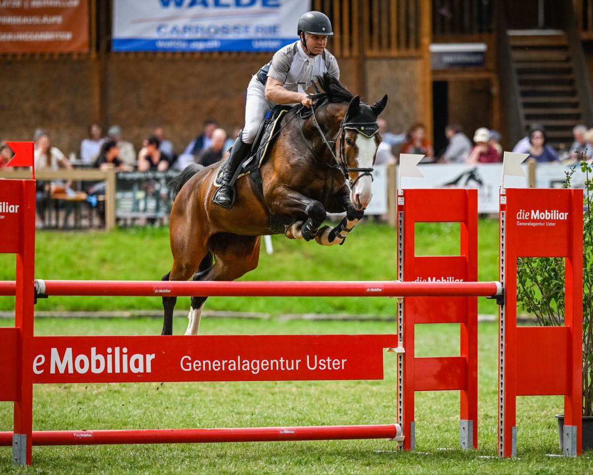 jumper Pinia H CH (Swiss Warmblood, 2015, from Plot Blue)