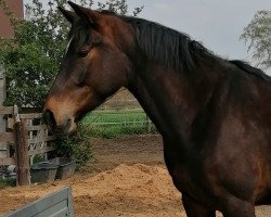 dressage horse Kaya Katalina (unbekannt, 2016)