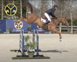 jumper Pira de Reve (Belgian Warmblood, 2015, from Bamako de Muze)