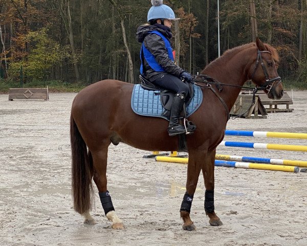 jumper Sir Little 2 (German Riding Pony, 2009, from Sir Martino)