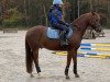 dressage horse Sir Little 2 (German Riding Pony, 2009, from Sir Martino)