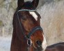 dressage horse Rastyboy (Brandenburg, 2002, from Ramiro's Match)