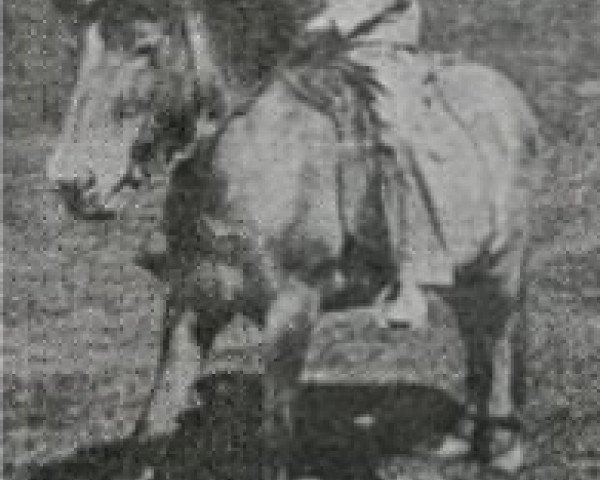 broodmare Rauðka (Stjarna) frá Hólmi (Iceland Horse,  , from Gráni frá Hoffelli)