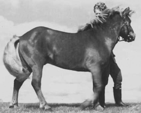 stallion Glókollur frá Svaðastöðum (Iceland Horse, 1947, from Blakkur frá Hofsstöðum)