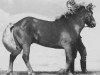 stallion Glókollur frá Svaðastöðum (Iceland Horse, 1947, from Blakkur frá Hofsstöðum)