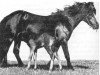 broodmare Svartblesa frá Kirkjubæ (Iceland Horse, 1942, from Sörli (Brúnn fráMiklabæ) frá Svaðastöðum)