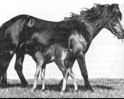 Zuchtstute Svartblesa frá Kirkjubæ (Islandpferd, 1942, von Sörli (Brúnn fráMiklabæ) frá Svaðastöðum)