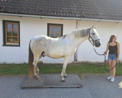 Pferd Poniente V (Pura Raza Espanola (PRE), 2009)