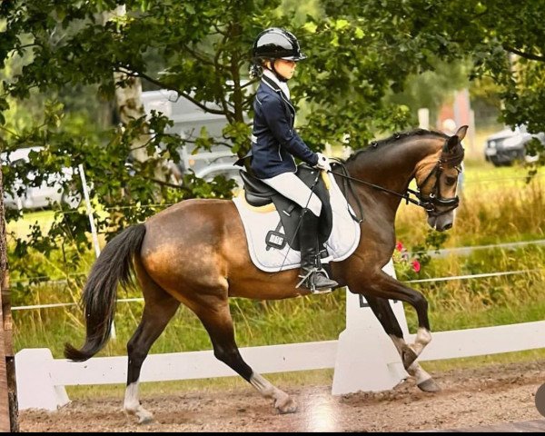 jumper Bannut Pipers Charm (Welsh-Pony (Section B), 2015, from Hilin Pyrs Bach)