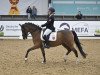 dressage horse Top Niklas (German Riding Pony, 2004, from Top Nonstop)