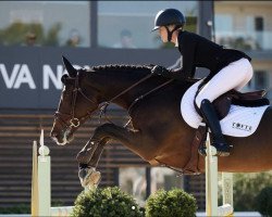 jumper Viarca PS (Oldenburg show jumper, 2016, from Vivant)