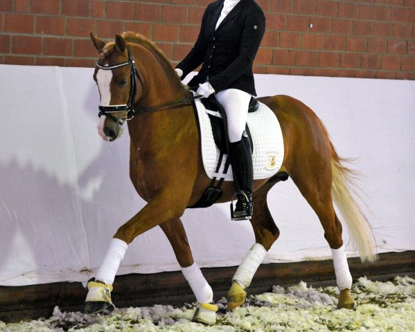 dressage horse Mr. Perfect 5 (German Riding Pony, 2012, from FS Mr. Right)