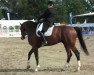 dressage horse Earl of Nymphenburg (Westphalian, 2006, from Ehrentusch)