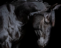 dressage horse Belantina B (German Sport Horse, 2015, from Belantis)