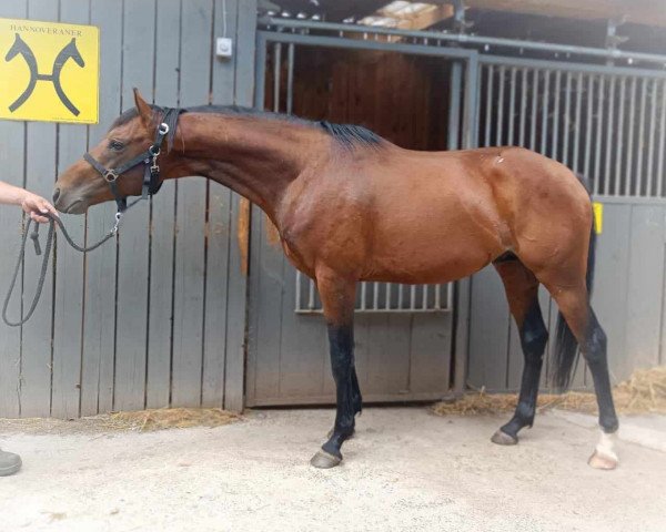 Springpferd Nanuk SL (Rheinländer, 2019, von Nathan de la Tour AA)