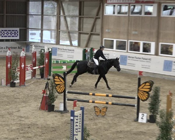Reitturnier Henau 2023