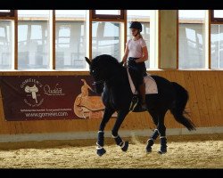 dressage horse Finest Pleasure (German Sport Horse, 2015, from Finest)