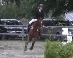 dressage horse Daphne (Hannoveraner, 2004, from Dauphin)