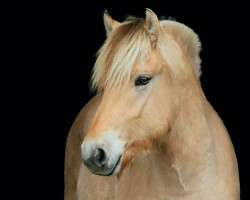 Pferd Heimdall (Fjordpferd, 2022, von Haugguten)