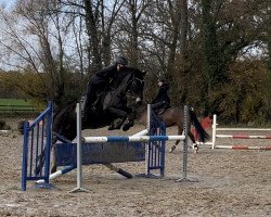 Springpferd Joyce 71 (Irish Sport Horse, 2012, von Clover Brigade)