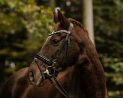 broodmare Donna Florentina (Hanoverian, 2011, from Fuechtels Floriscount OLD)